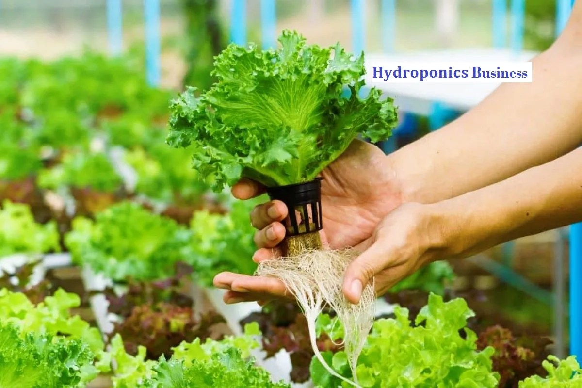 Hydroponics Business Navigating Setup Cost, Investments, and Profit in