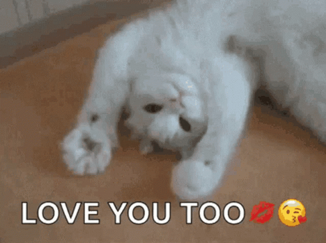 Love You Too Cat GIF UINona GIFs