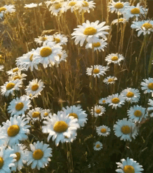 White Dandelion Flower Field GIF UINona GIFs