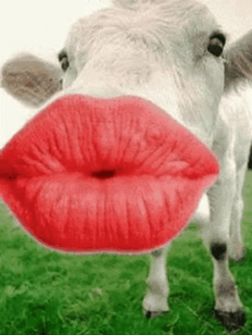 Cow Big Lips Kiss GIF UINona GIFs