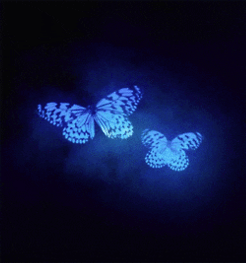 Neon Blue Aesthetic Butterflies GIF UINona GIFs