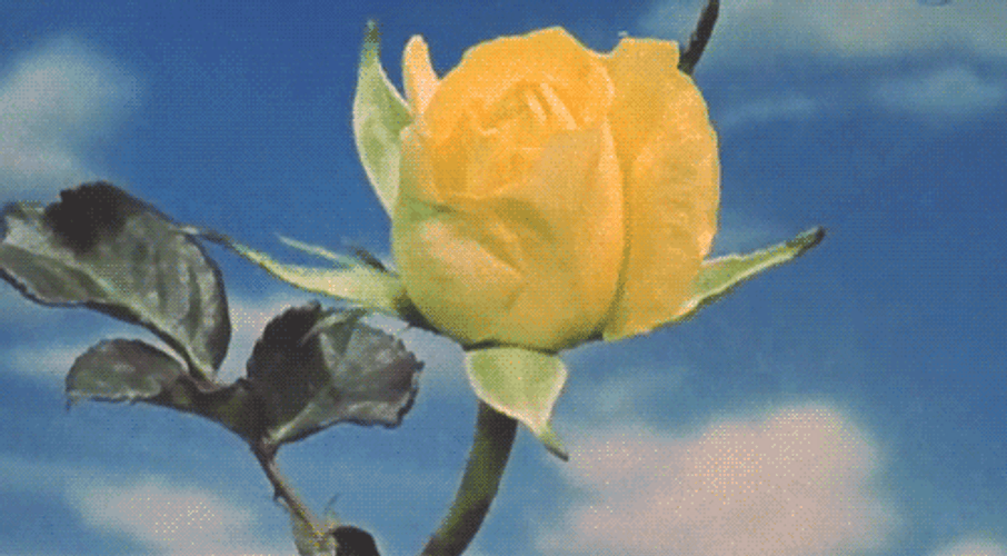 Yellow Rose Flower GIF UINona GIFs