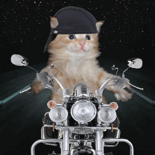 Cat In Motorcycle GIF UINona GIFs