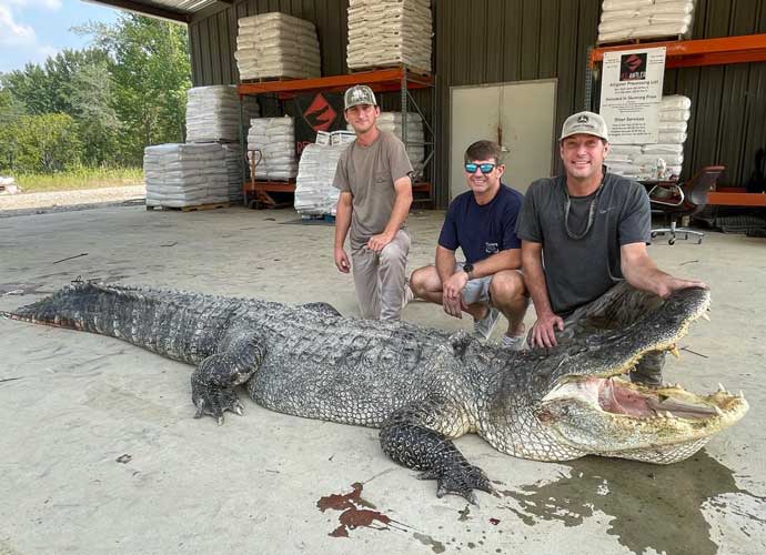 800Pound, 14'3'' Alligator Killed By Hunters In Mississippi, Largest