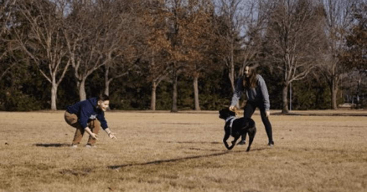 Canine Compassion Dogs as Service Animals The Observer