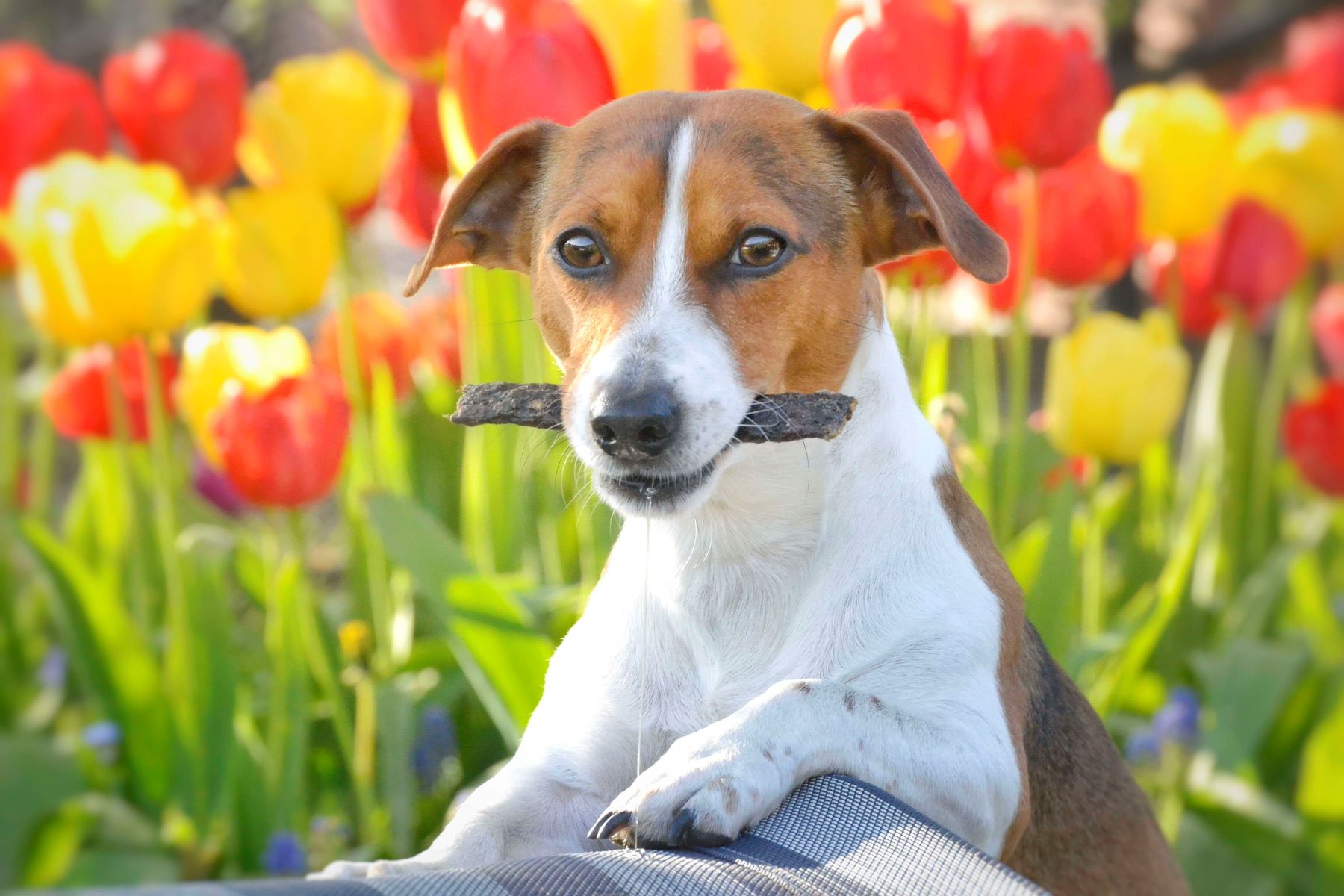 Dog food What do crude protein, crude fat and crude fibre mean?