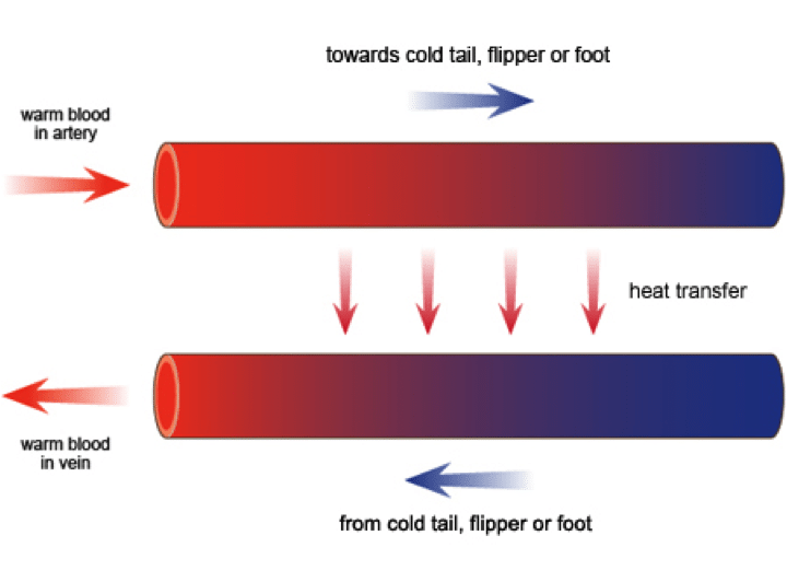 How does blubber keep whales warm? Whale and Dolphin Conservation