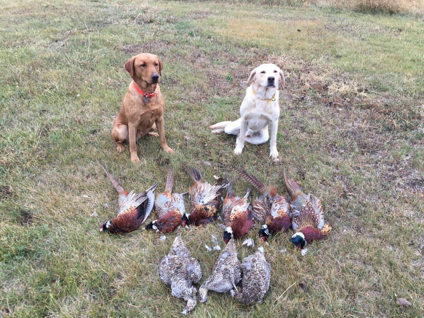 British Lab Puppies Sale in Minnesota Diamond J British Labs, LLC.