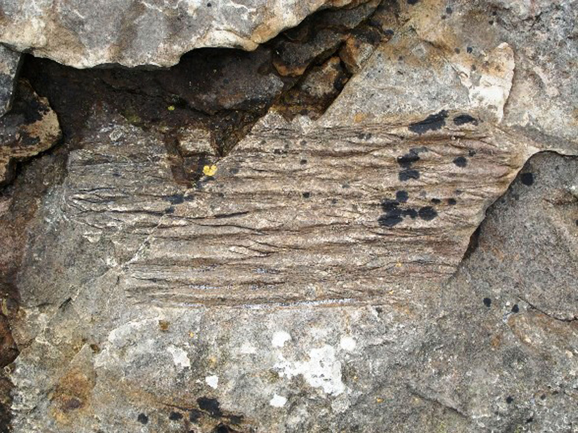 Trace fossil more Arthropleura tracks with hammer for scale UK