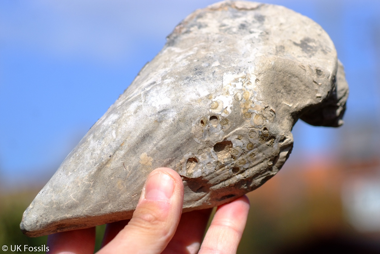 UK Fossil Collecting