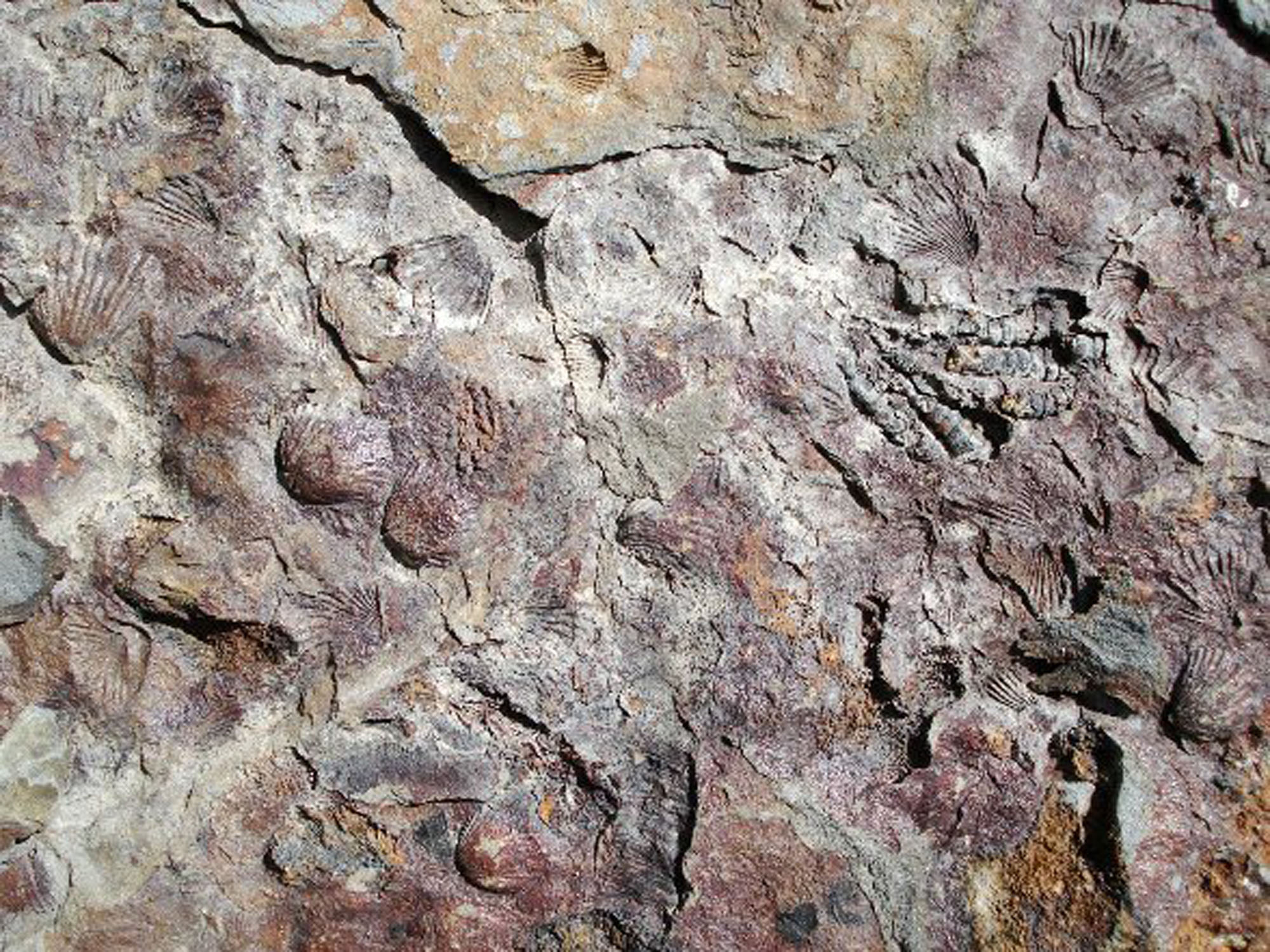 Various fossils in shale UK Fossil Collecting