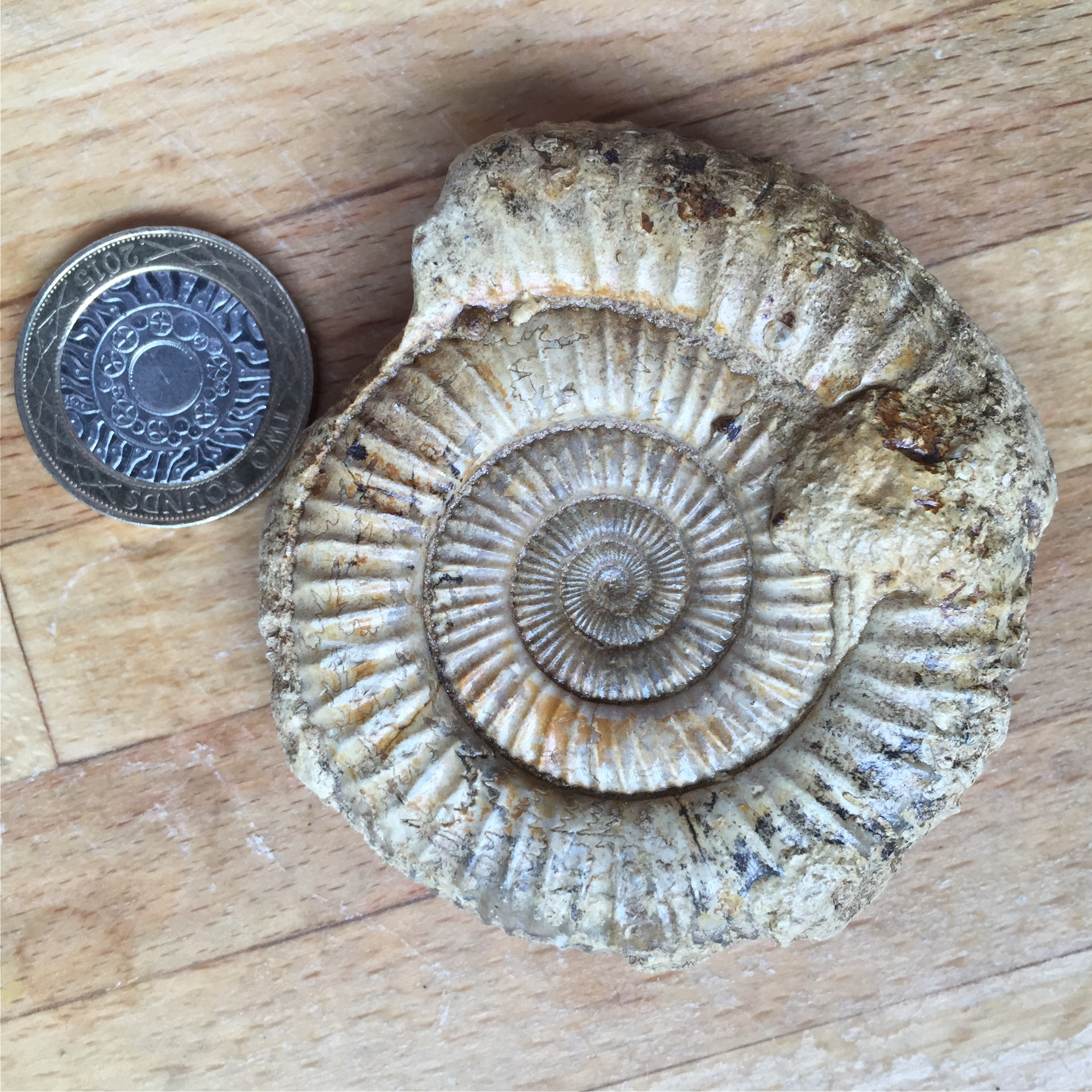 UK Fossil Collecting