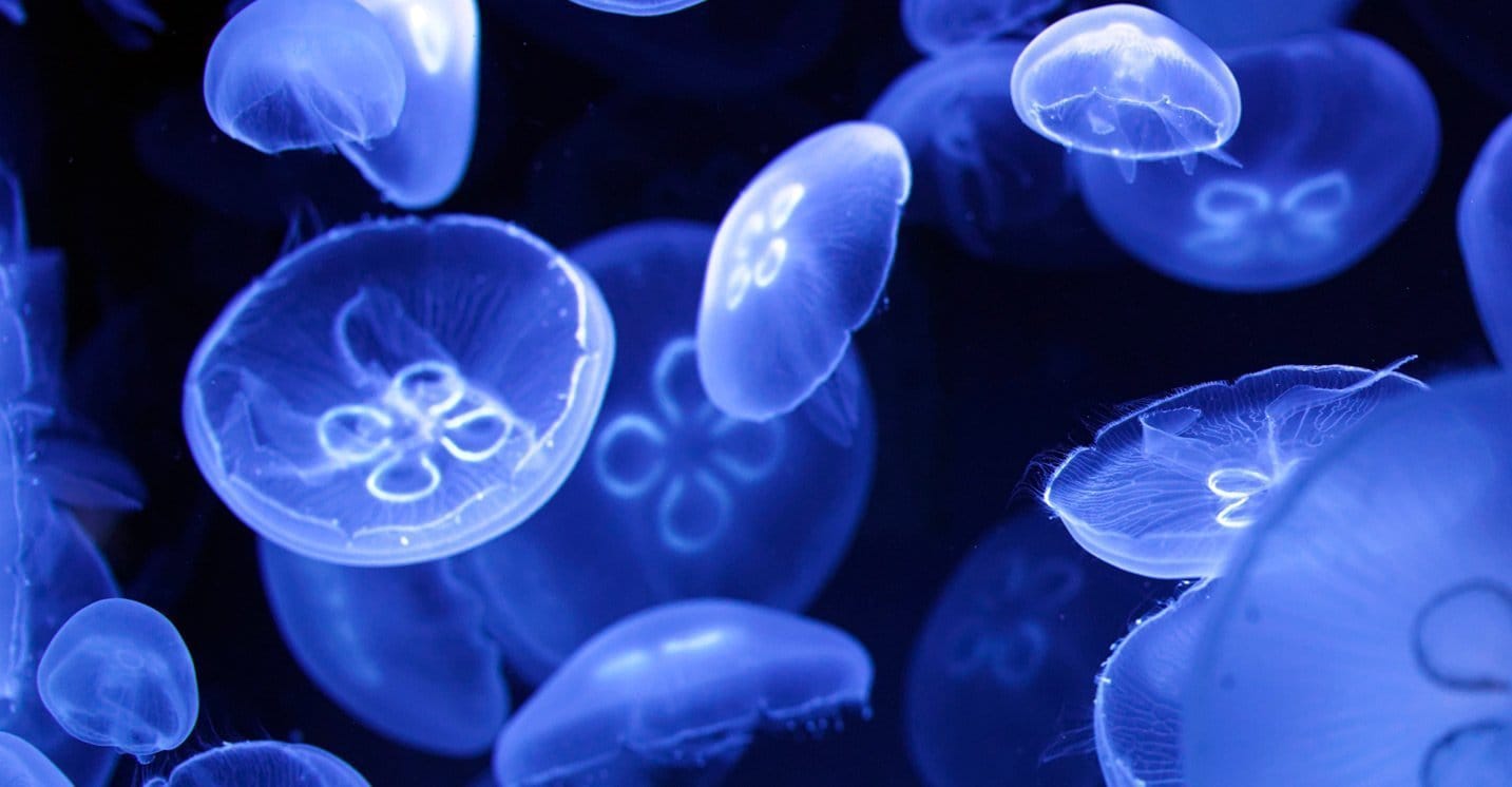 UK Jellyfish Pet Jellyfish Buy Moon Jellyfish Jellyfish Tanks