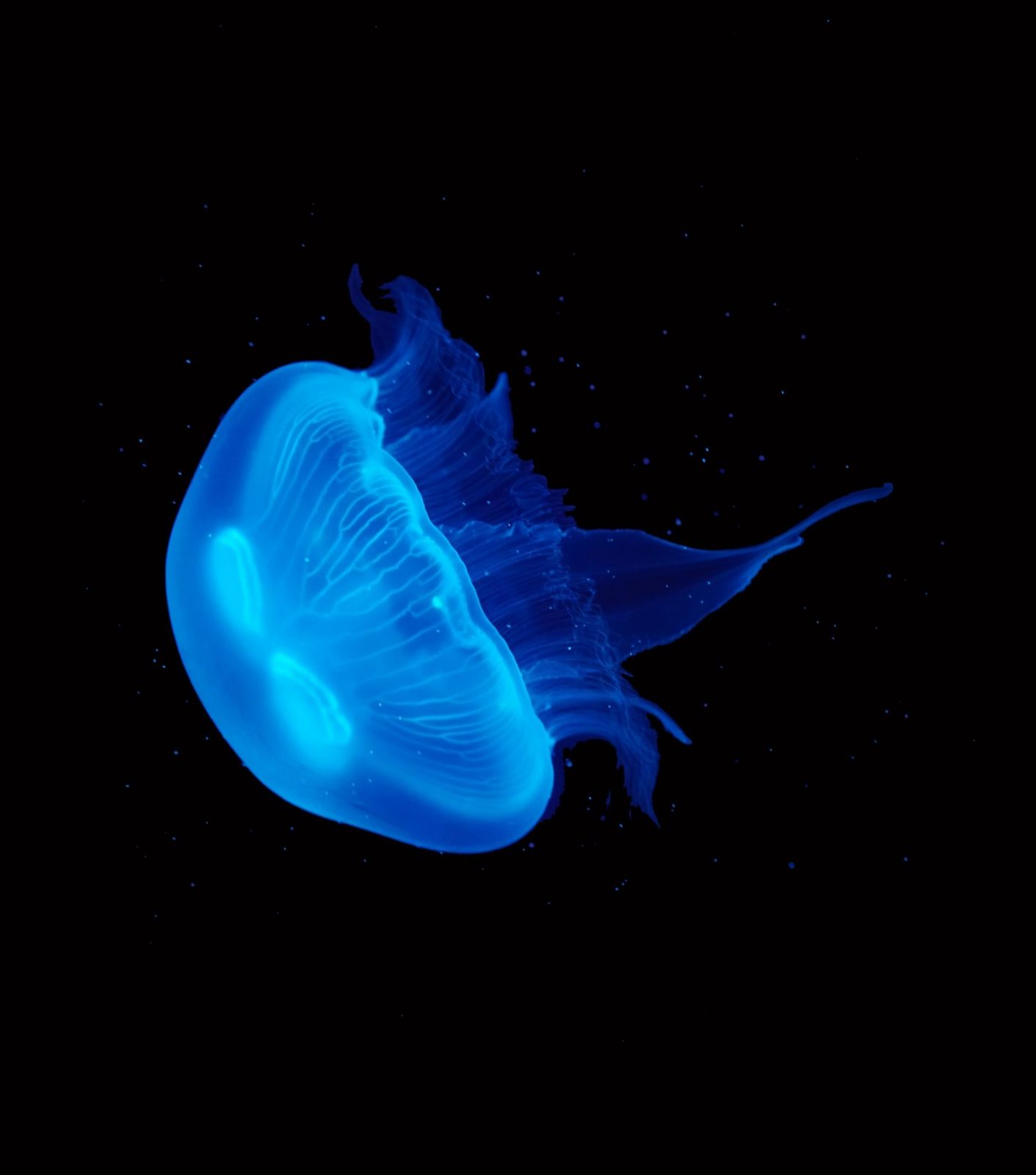 Live Moon Jellyfish Real Pet Jellyfish for home