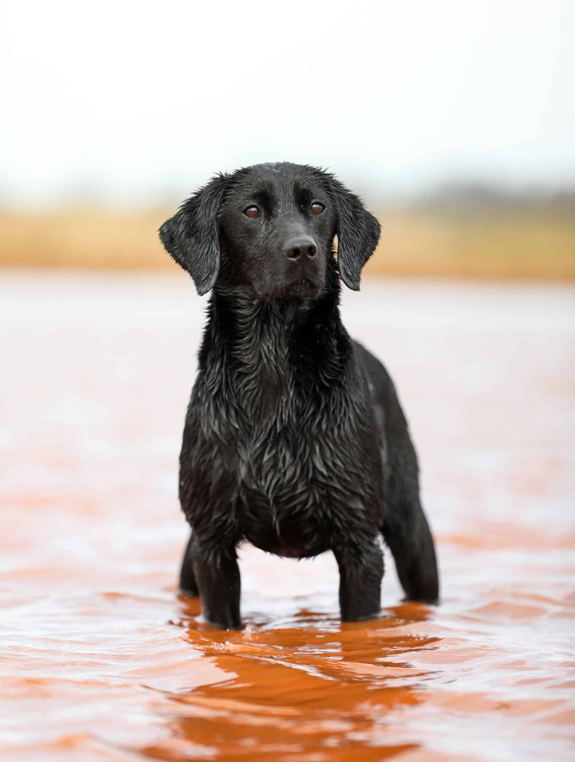 Wildrose Kennel Breeding Dogs Sires and Dams