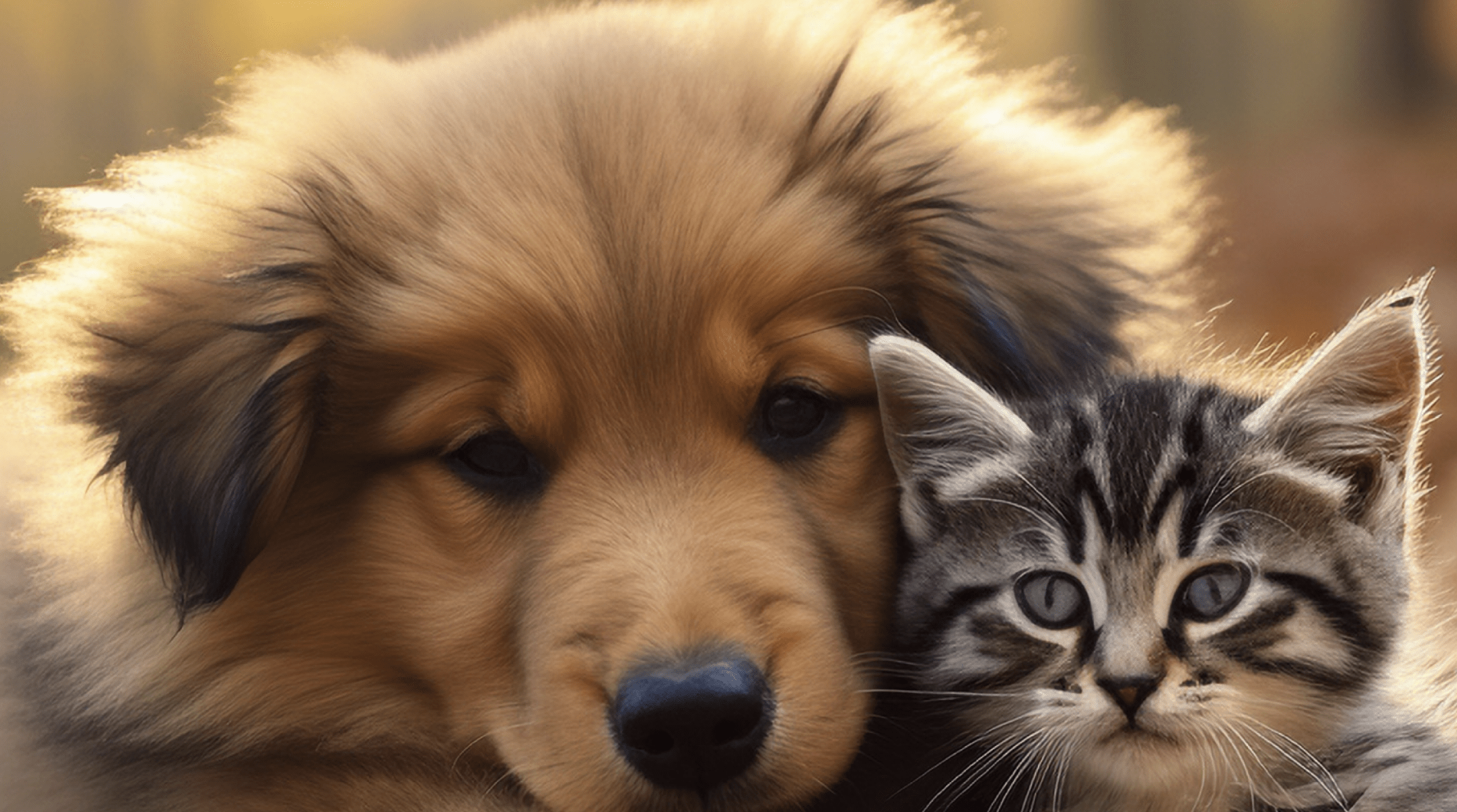 Naturewatch Foundation Launches Pet Rescue Grant To Aid Animals