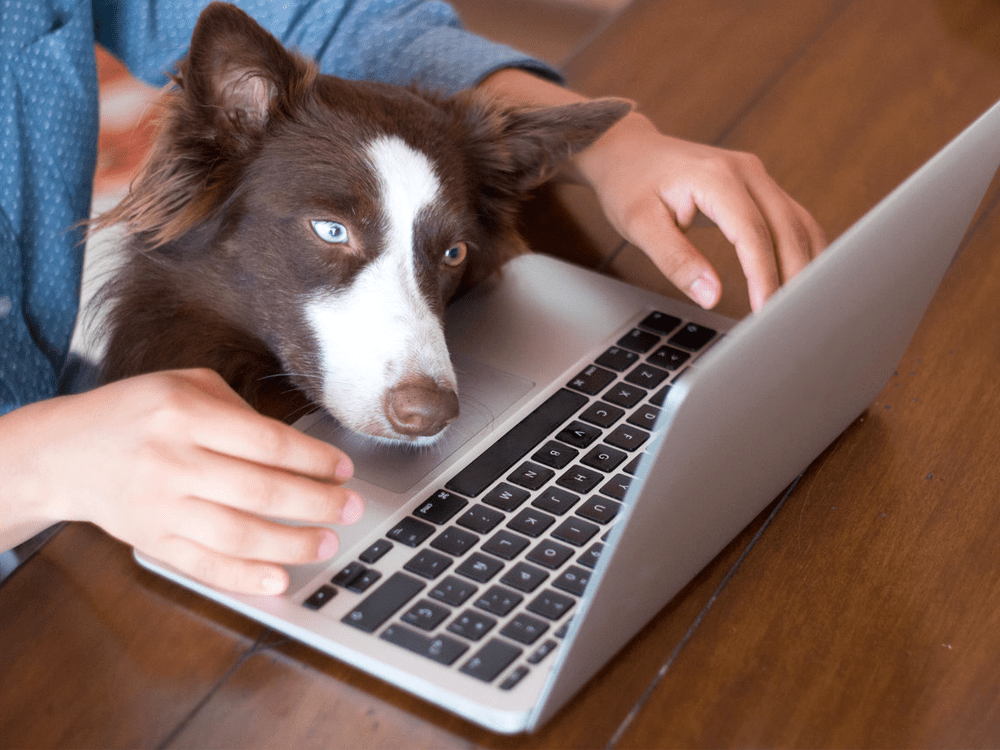 How Online Vet Advice Can Help You