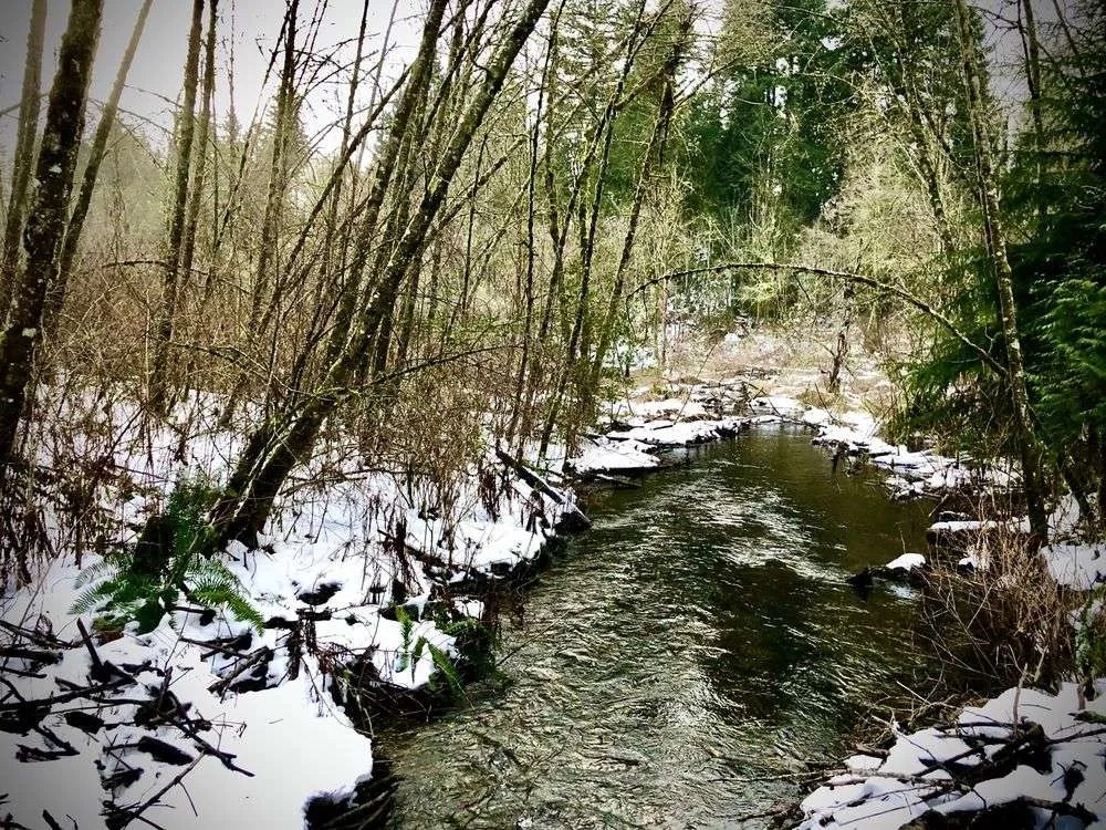 Mill Creek Ukraine Cleaners