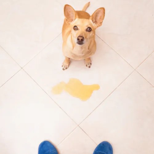 Ultimate Guide to Pet Safe Cleaning Transform Your Floors and Carpets with Natural and Non