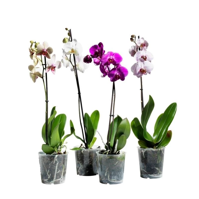Orchid Plant Orchids Delivery in Ukraine. Prices, Photos, Reviews