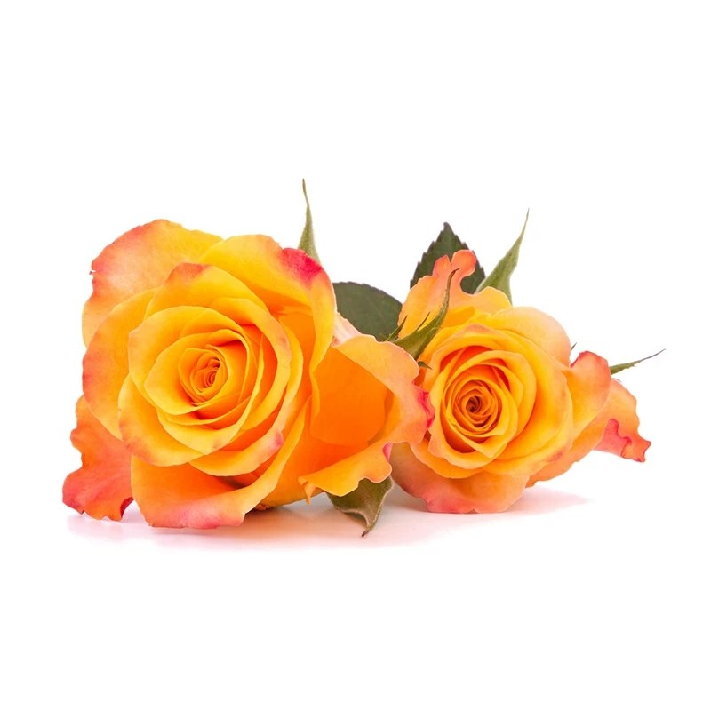 Orange Roses by 5 Stems Roses Delivery in Kyiv, Odesa, Kharkiv, Lviv