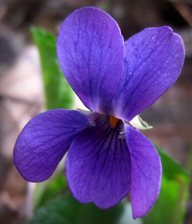 Viola odorata