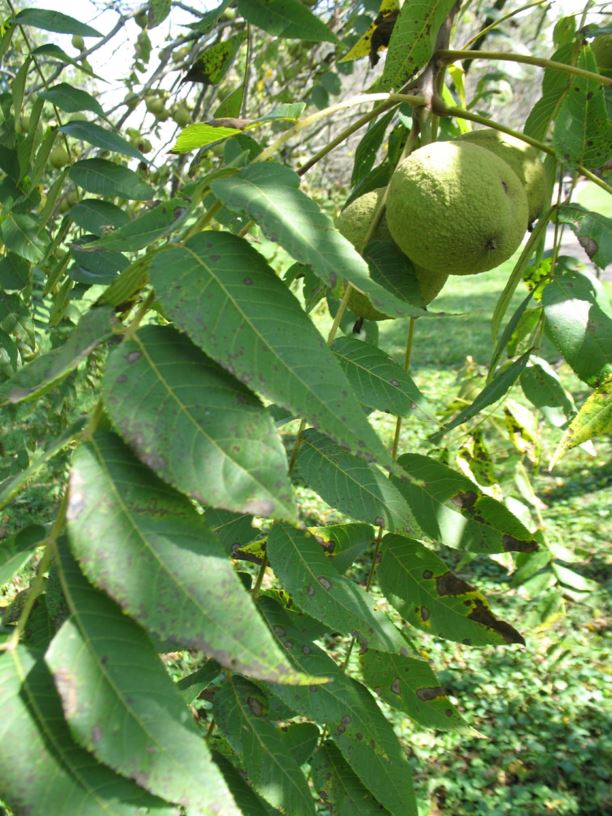 Juglans nigra Black walnut State Botanical Garden of Kentucky