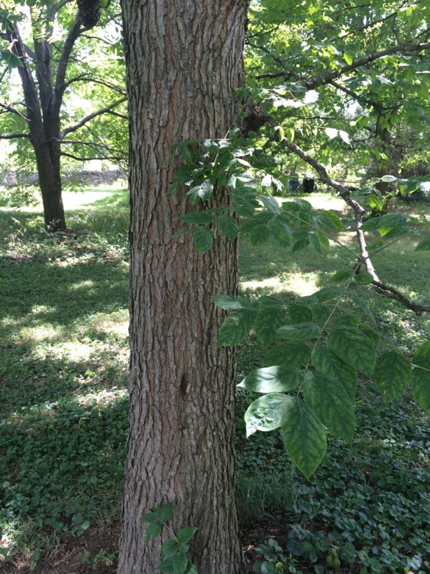 Gymnocladus dioicus Kentucky coffee tree State Botanical Garden of