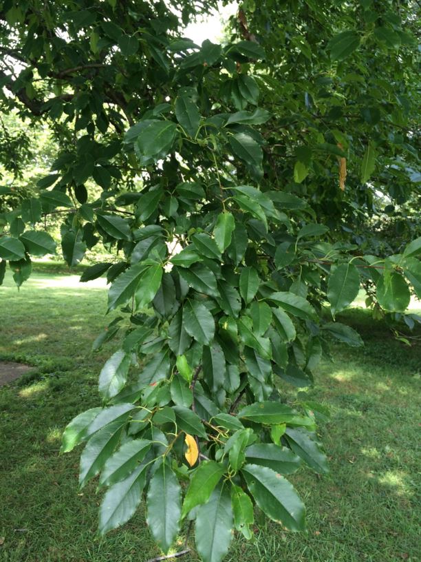 Prunus serotina black cherry State Botanical Garden of Kentucky