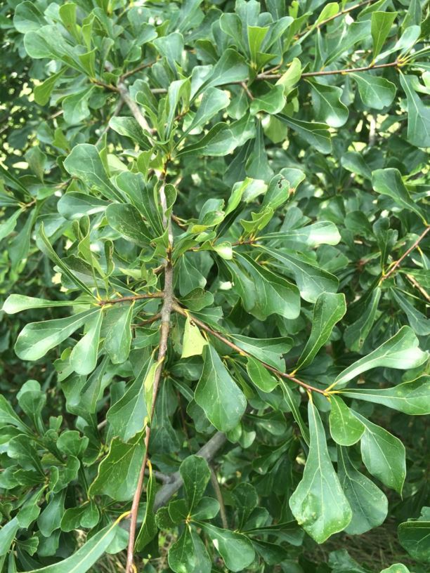 Quercus nigra Water oak State Botanical Garden of Kentucky
