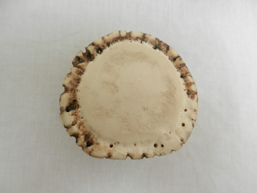 Antler Crown knobs made to order Gallery Ullapool Box