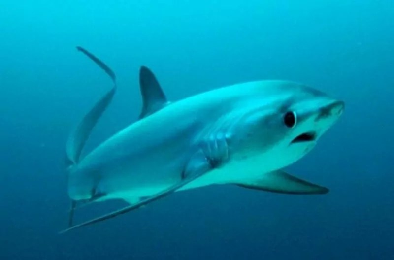 threshershark Ultimate Animals