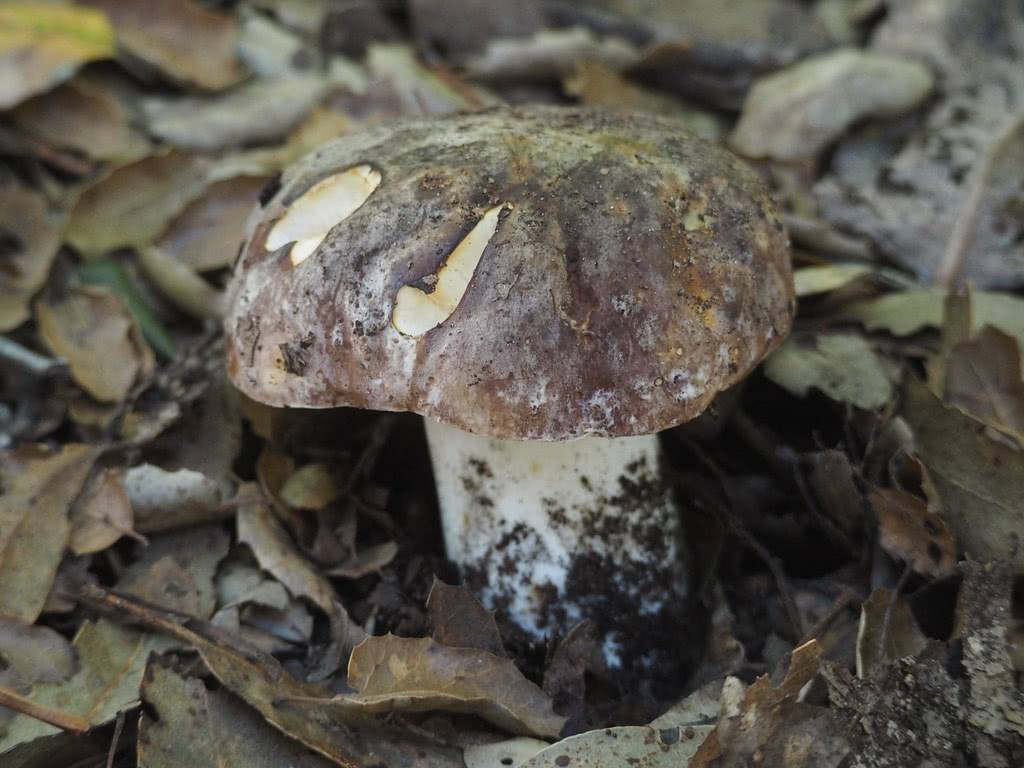 Boletus regineus The Ultimate Mushroom Guide