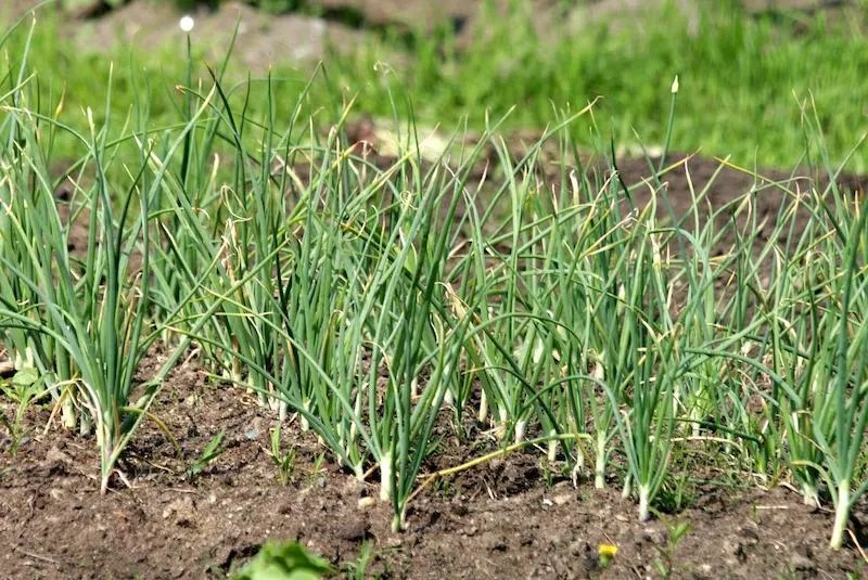 When to plant garlic in Melbourne, Victoria Ultimate Backyard
