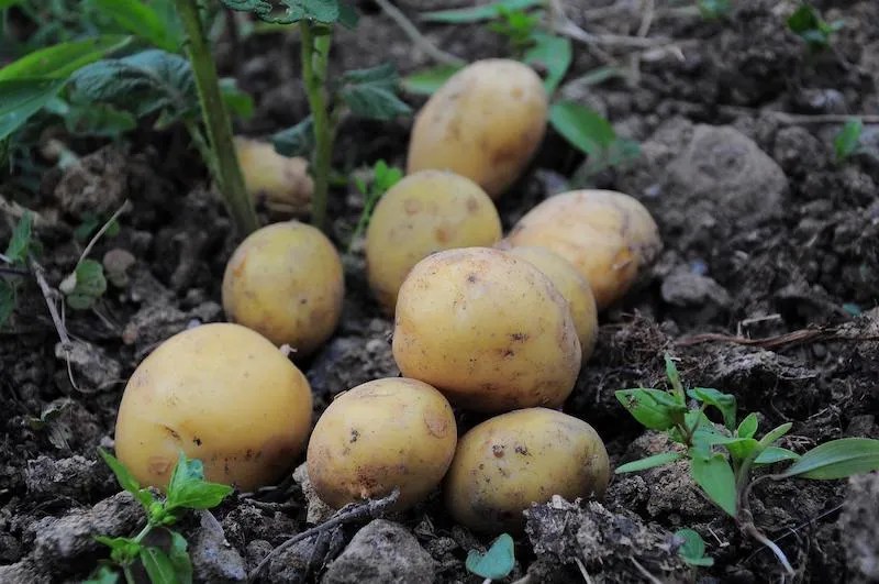 When to plant potatoes in Melbourne Ultimate Backyard