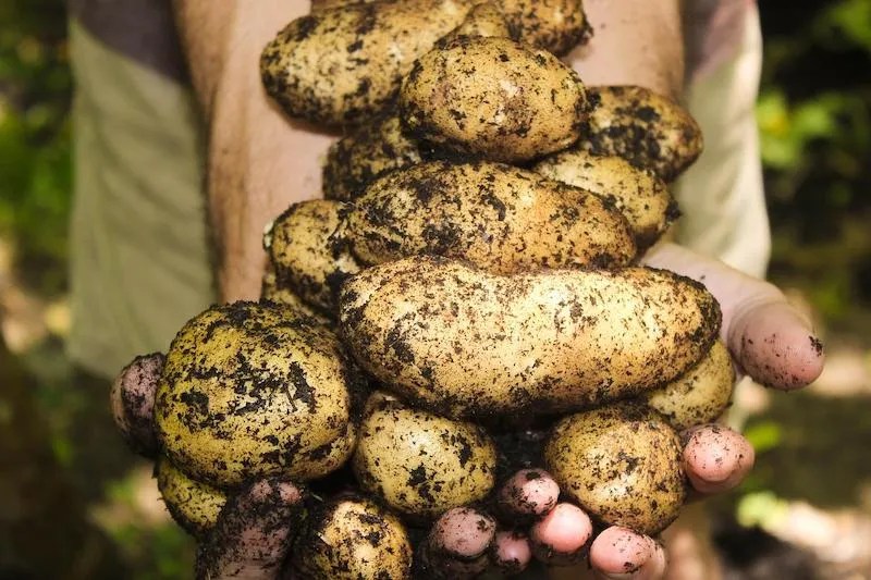 When to plant potatoes in Melbourne Ultimate Backyard