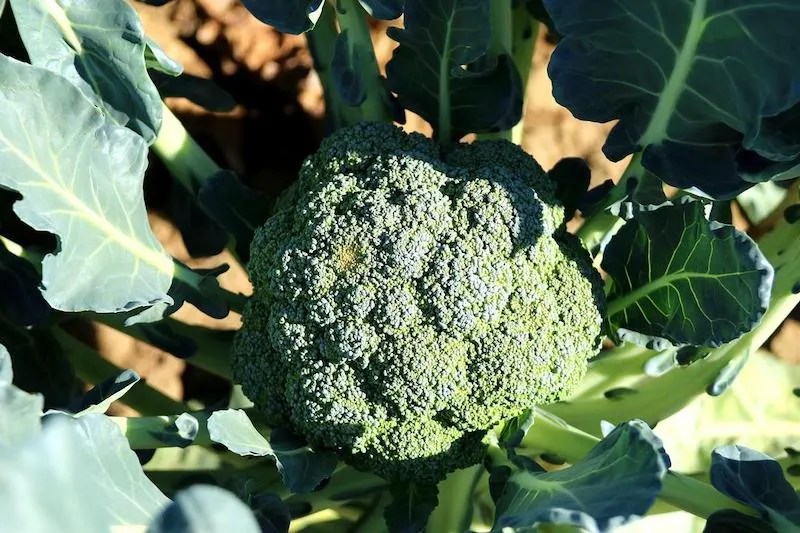 When to Plant Broccoli in Australia Ultimate Backyard