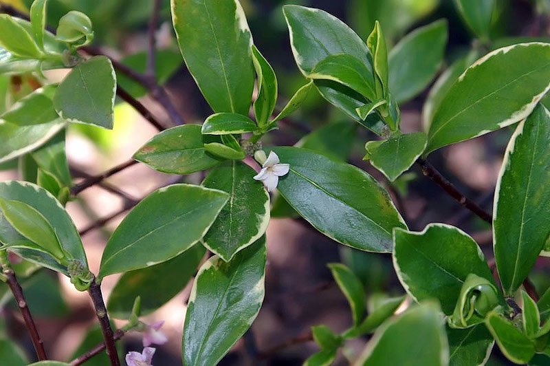Full ShadeLoving Plants for Australian Gardens Ultimate Backyard