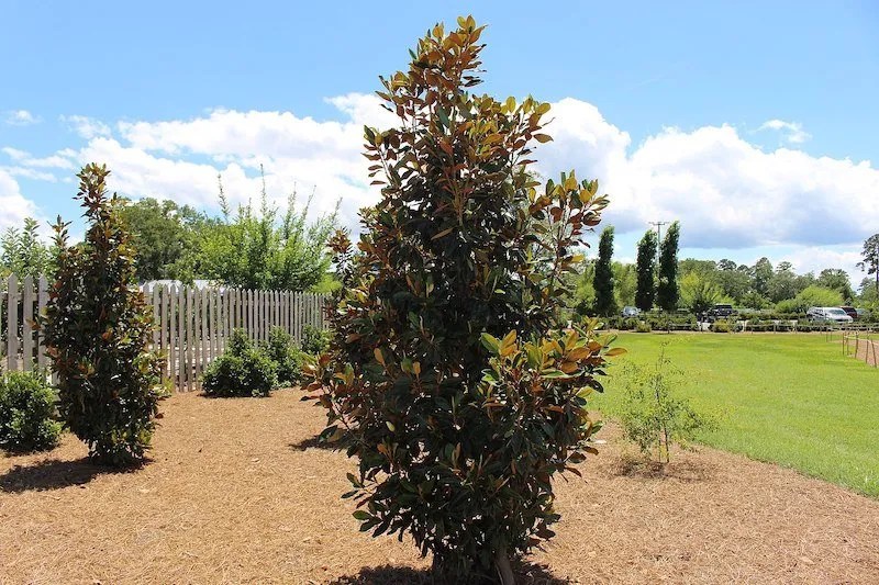 Plants and Trees with NonInvasive Roots Our Top Picks Ultimate Backyard