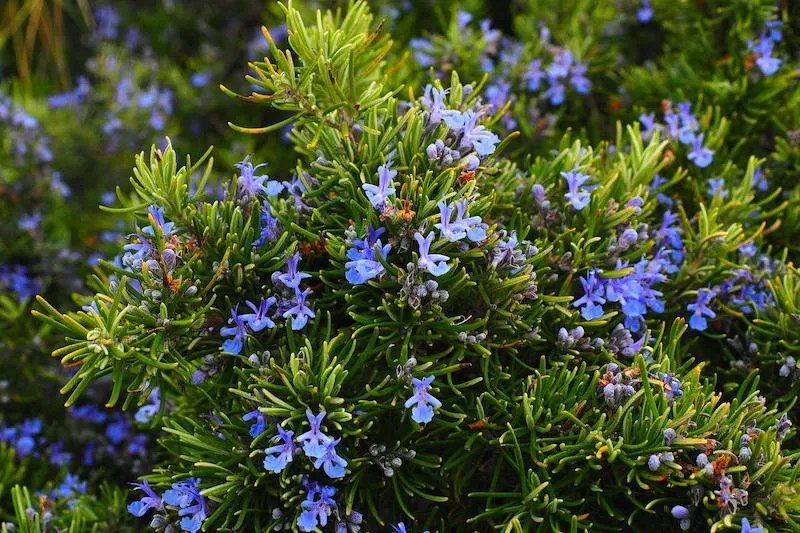 Hedge Spacing Guide (Murraya, Lilly Pilly, Camellia) Ultimate Backyard