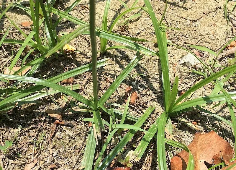 Australian Guide to Getting Rid of Onion Weed Ultimate Backyard