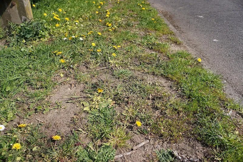 Weeds With Yellow Flowers in Australia (Identification Guide