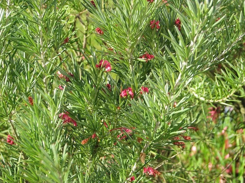 How to use Grevilleas for Hedging (Superb, Robyn Gordon, Rosmarinifolia