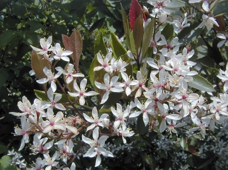 Flowering Hedge Plants for Australian Gardens Our Top Picks Ultimate