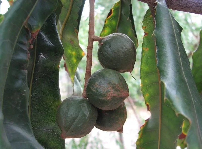 Growing a Macadamia Nut Tree in Australia Ultimate Backyard