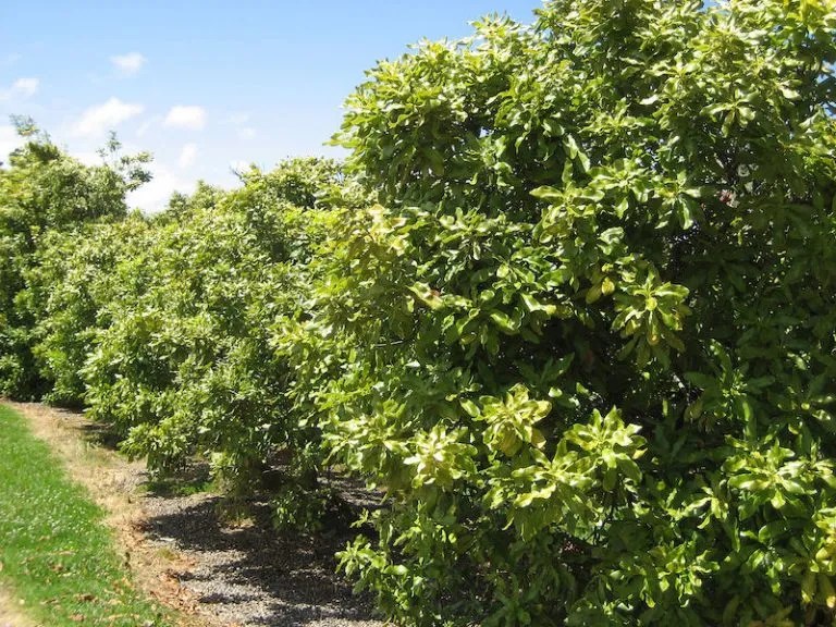 Growing a Macadamia Nut Tree in Australia Ultimate Backyard