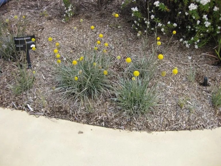 15 Australian Native Ground Cover Plants (With Pictures) Ultimate