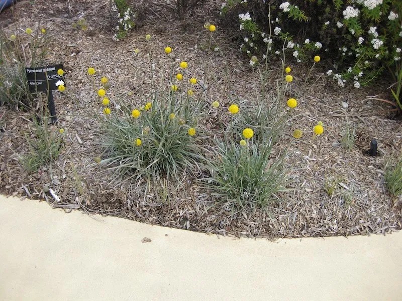 15 Australian Native Ground Cover Plants (With Pictures) Ultimate Backyard