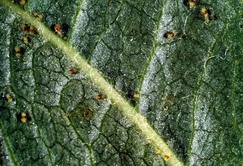 How to Get Rid of Spider Mites (Australian guide) Ultimate Backyard