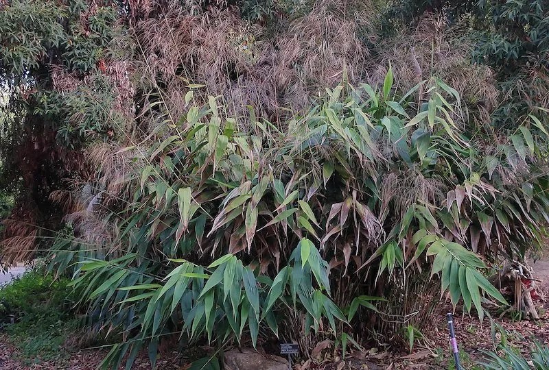 Australian Grow Guide Tiger Grass (Thysanolaena Maxima) Ultimate